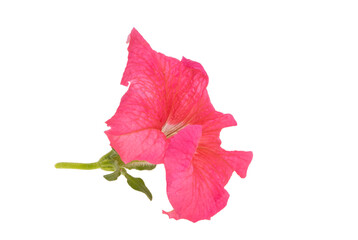Fototapeta premium pink petunia flower isolated