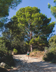 View of hiking trail from Paleokastritsa to Lakones, Old Donkey path, Corfu, Kerkyra, Greece, Ionian sea islands, with olive grove forest and mountains, in a summer sunny day, trekking on Corfu