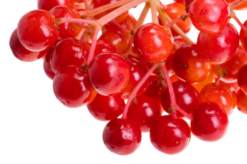 red bunch of viburnum isolated