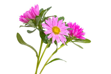 aster flower isolated
