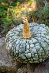 Green Pumpkin gourd Squash fall decoration 