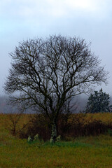 Fototapeta premium Dry trees always show us resilience and strength to start over