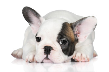 cute french bulldog puppy lying down on white background