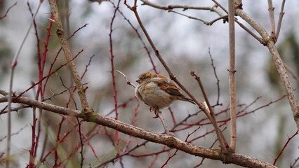 sparrow on branch