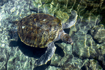Turtle in the Xcaret park in the Riviera Maya of Mexico, this is a place for the breeding of this type of marine animals that come annually to the town of Akumal to lay their eggs on its beaches.