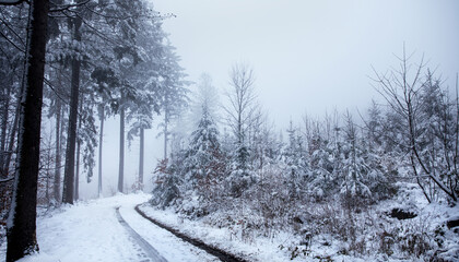 droga w zimowym lesie we mgle - obrazy, fototapety, plakaty