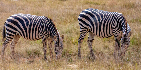 Two zebras (Equus quagga) grazing in a row