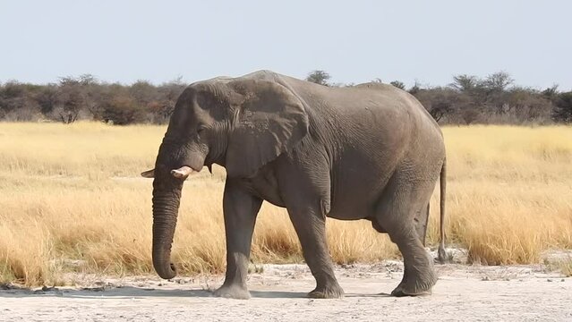 Elefant l&auml;uft ruhig durch die Savanna des Etosha Nationalparks Namibia