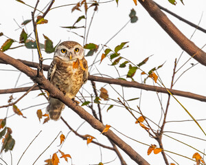 A Spotted Owl perching on a tree
