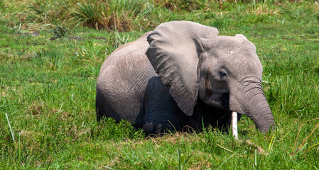 Naklejka na ściany i meble African elephant (Lexodonta africana) feeding in swamp