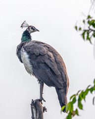 A Peahen looking back