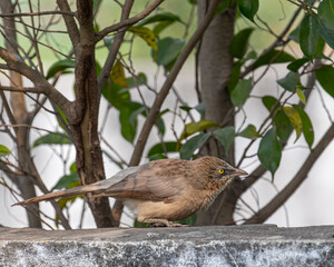 A jungle babbler on a wall