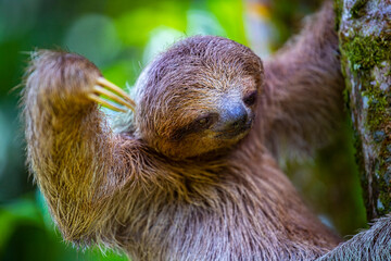 portrait of a cute wild sloth captured in costa rica, funny wildlife of costa rica, costa rican...