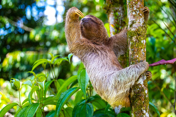 portrait of a cute wild sloth captured in costa rica, funny wildlife of costa rica, costa rican wild animals