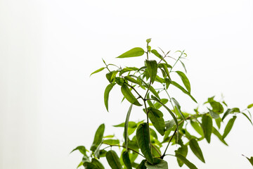 Fresh green leaves, green leaves appear