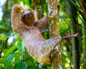 Fototapeta premium portrait of a cute wild sloth captured in costa rica, funny wildlife of costa rica, costa rican wild animals