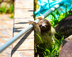 portrait of a cute wild sloth visiting private pool in costa rica, funny wildlife of costa rica, costa rican wild animals © Lens Down Under
