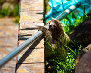 portrait of a cute wild sloth visiting private pool in costa rica, funny wildlife of costa rica,...
