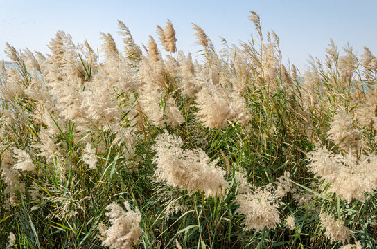 Pampas grass with flowers