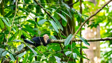 Gardinen Affe wild capuchin monkey on the branch in manuel antonio national park near quepos in costa rica  wildlife of costa rica  © Jakub