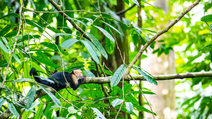 wild capuchin monkey on the branch in manuel antonio national park near quepos in costa rica; wildlife of costa rica