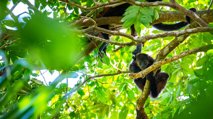wild howler monkey on the branch in manuel antonio national park near quepos in costa rica; wildlife of costa rica