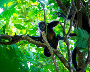wild howler monkey on the branch in manuel antonio national park near quepos in costa rica; wildlife of costa rica