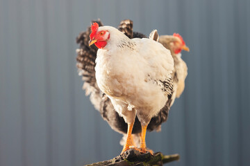 chickens on the farm stand next to each other