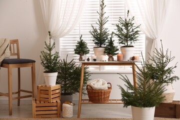 Potted fir trees and Christmas decorations on table near window in room. Stylish interior design
