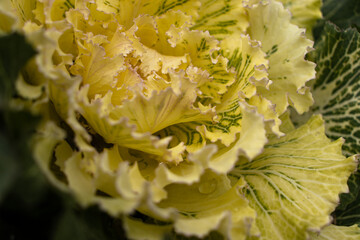 Ornamental cabbage in bright yellow in close-up