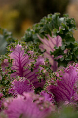 Ornamental kale bright purple in close-up