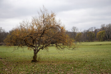 A lonely tree of unusual shape in a field