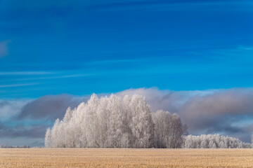 autumn birch forest in frost