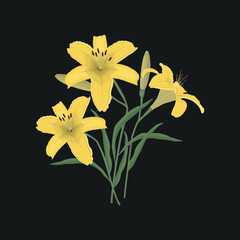 Yellow lilies with buds and green leaves on black background. Summer flowers. Vector illustration