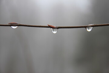 drops of dew on a branch