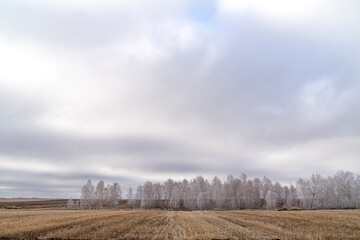 Fototapeta na wymiar autumn birch forest in frost