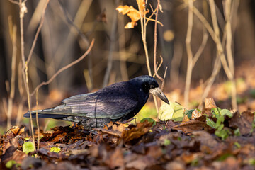 A rook walking through an autumn forest
