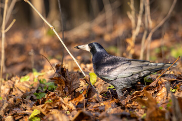 A rook walking through an autumn forest