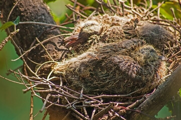 Baby Doves in nest 9291
