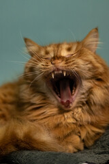 A fluffy red cat yawns