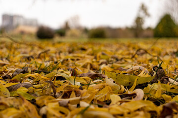 Fallen willow leaves lying on the grass