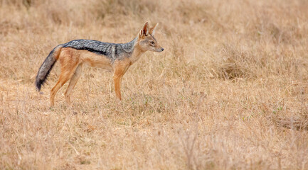 Naklejka na ściany i meble Silver-backed jackal (Canis mesomelas) staring into the distance