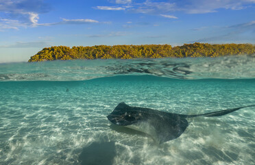 Southern Stingrays (Hypanus americanus) in shallow water in South Bimini, Bahamas © Rob