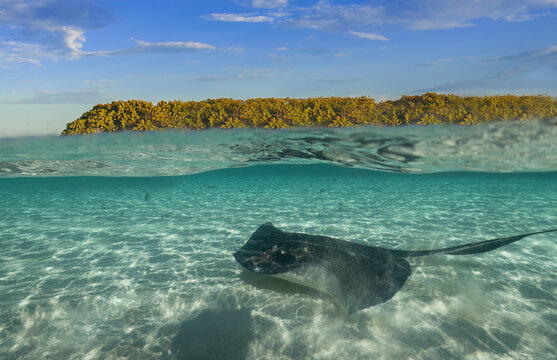 Southern Stingrays (Hypanus americanus) in shallow water in South Bimini, Bahamas