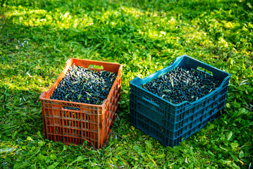 basket of harvested olives , fresh olive crop harvested and packed in plastic boxes