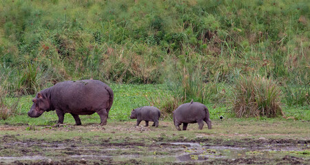 Two young hippoptamuses (Hippopotamus amphibius) following their mother