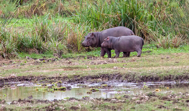 Two young hippopotamuses (Hippopotamus amphibius)