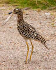 Spotted thicknee (Burhinus capensis) standing in Amboseli National Park, Kenya