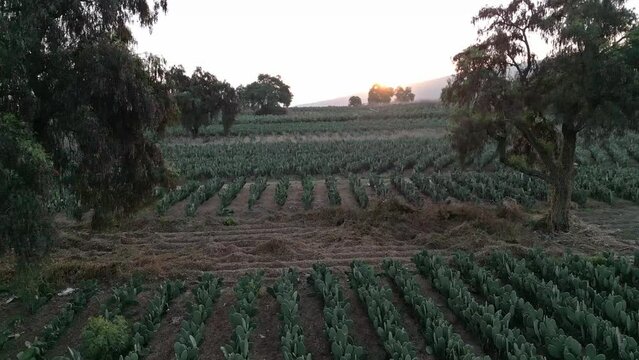 Aerial drone view over nopal fields towards the sun, between trees, during sunset