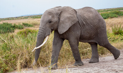 Fototapeta na wymiar Single elephant (Lexodonta africana) walking along path